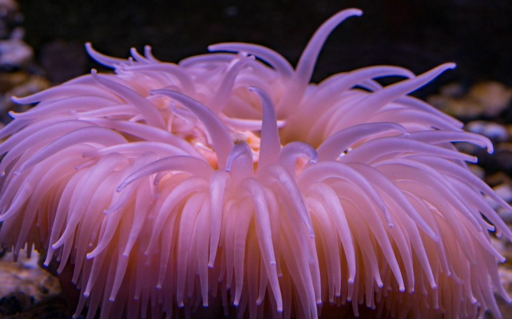 Antarctic pink anemone