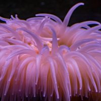 Antarctic pink anemone