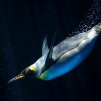 Emperor penguin diving