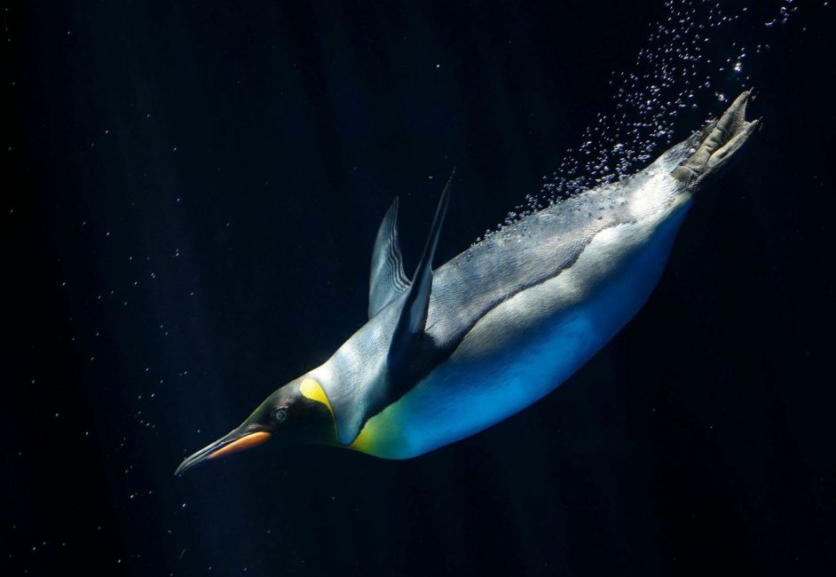 King penguin diving