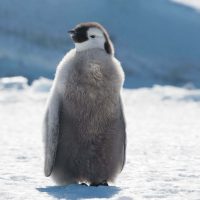 close up of emperor penguin chick