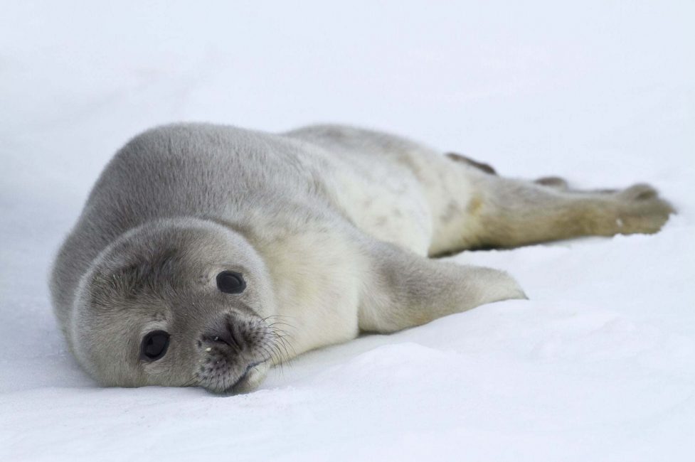 weddell seal pup