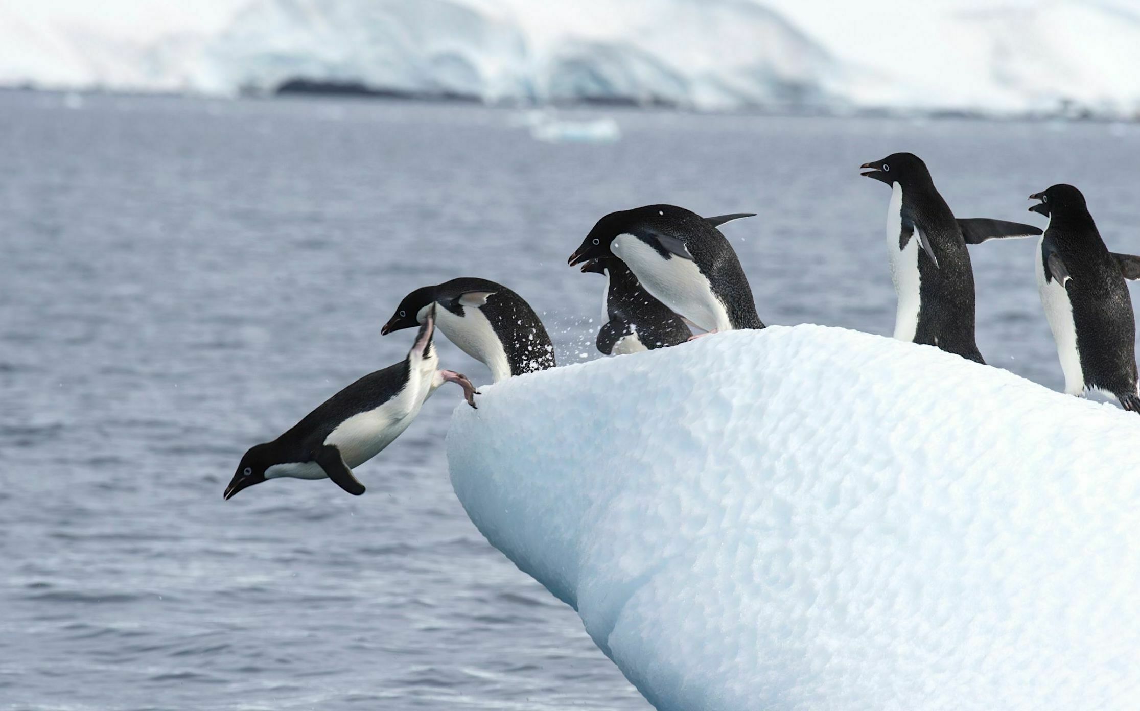 Antarctic Adaptations - Antarctic and Southern Ocean Coalition