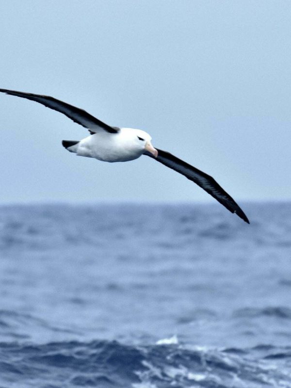 albatross in flight