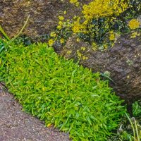 antarctic hairgrass and pearlwort