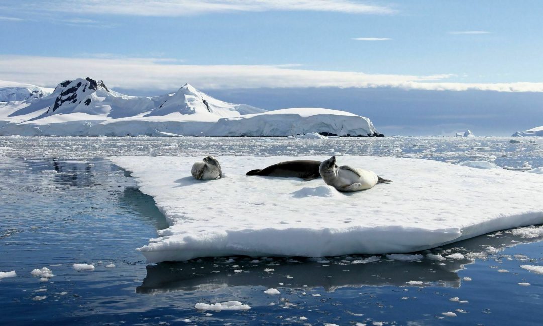 crabeater seals on iceberg