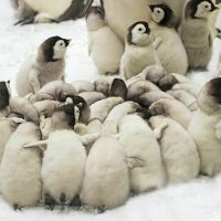 emperor penguin chicks in huddle