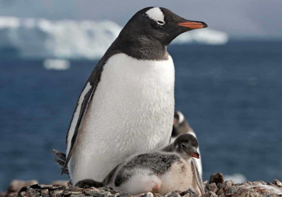 gentoo penguin with chicks