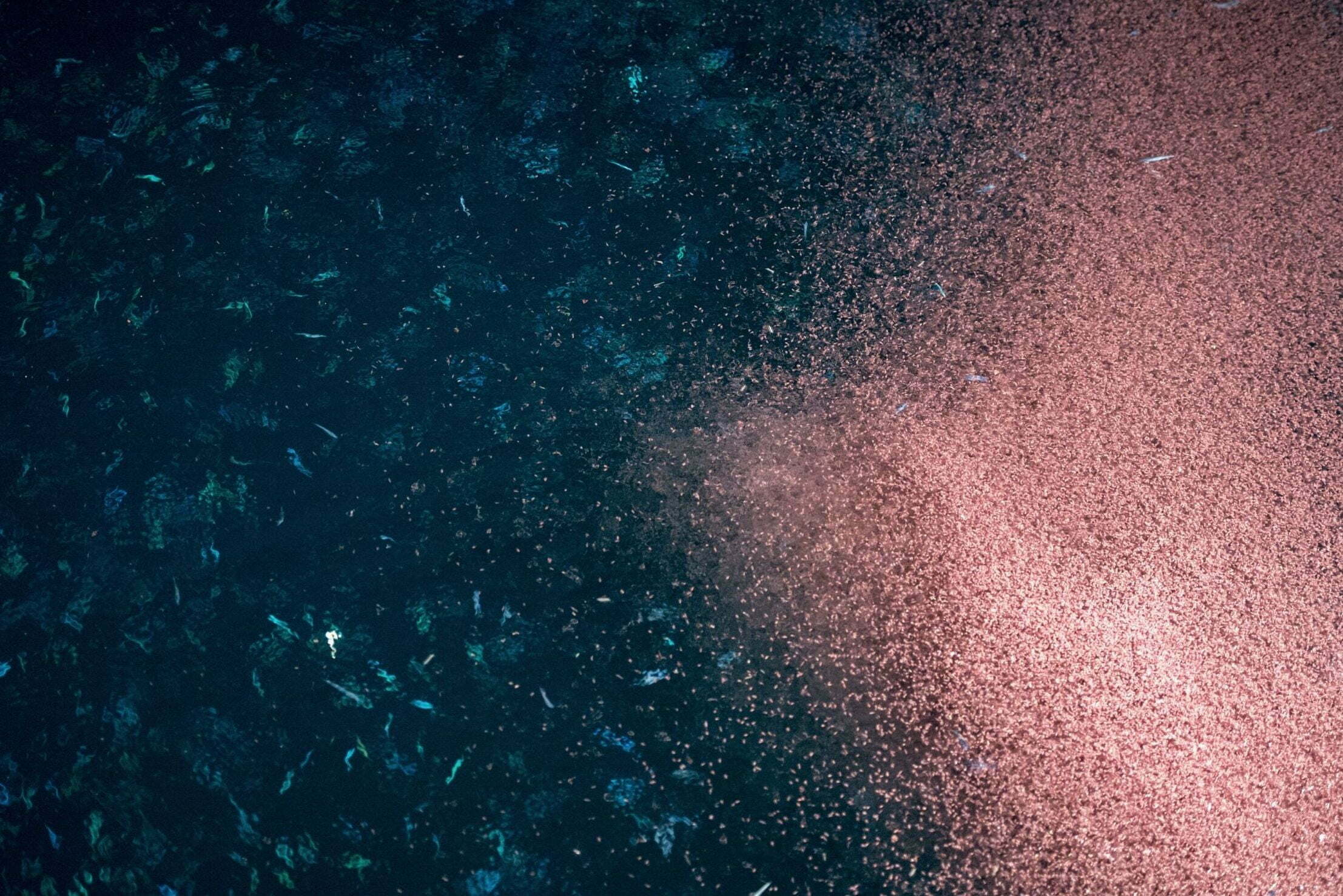 krill swarm phytoplankton