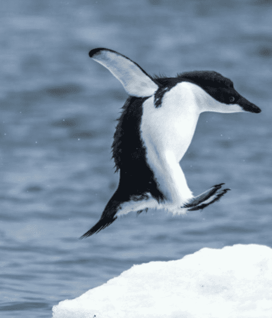 Adelie penguin jumping on ice