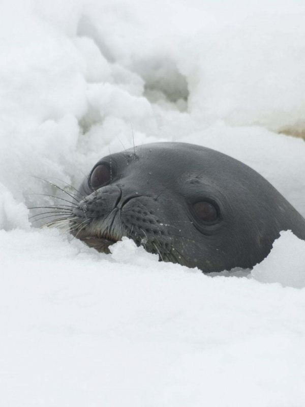 weddell seal in breathing hole