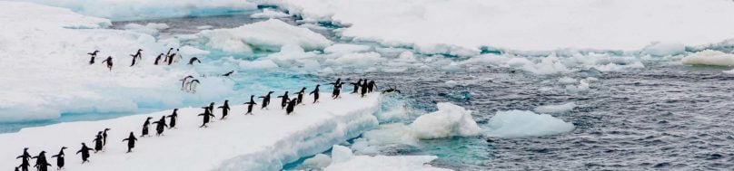 Adelie penguins on ice floe
