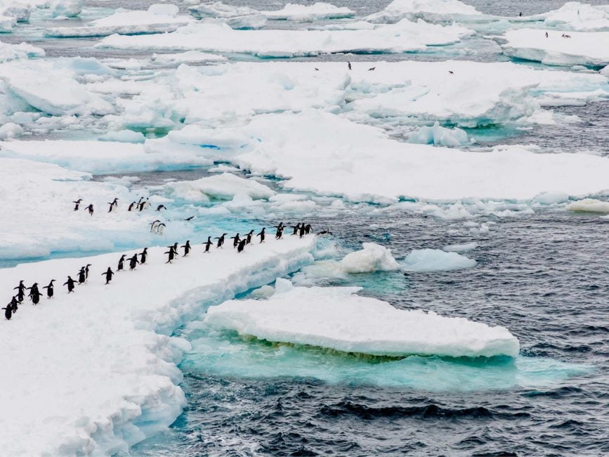 Adelie penguins on ice floe