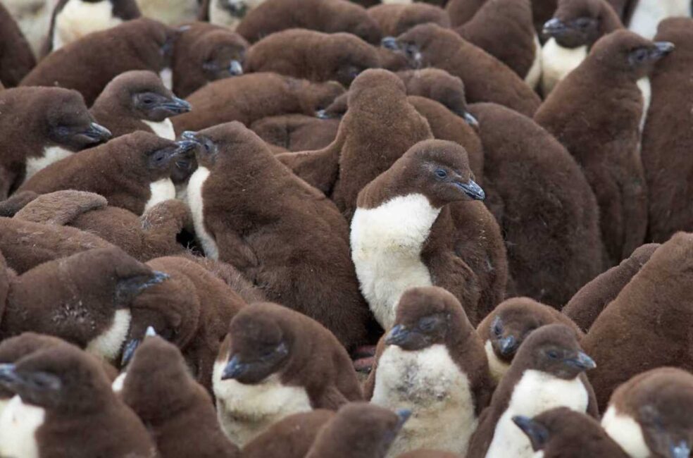 Rockhopper penguin chicks creche