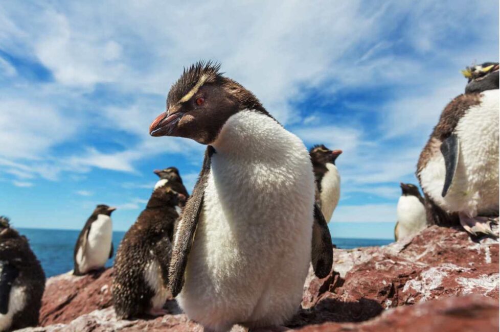 Rockhopper penguin crest