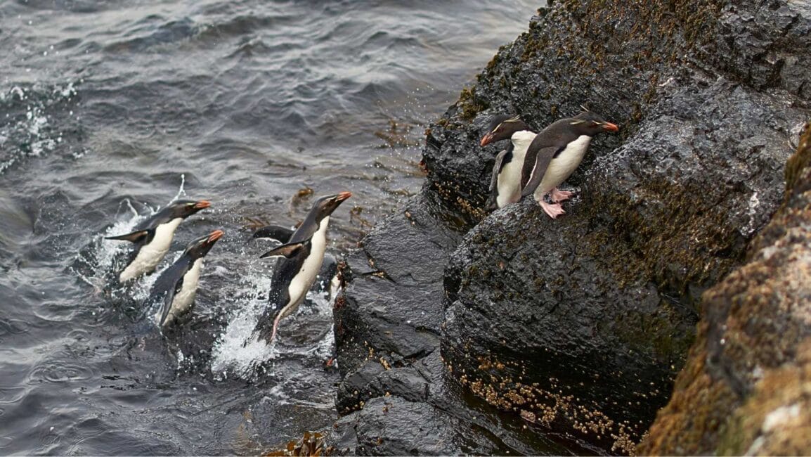 Rockhopper penguins coming ashore