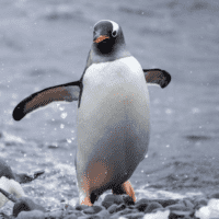 waving gentoo penguin