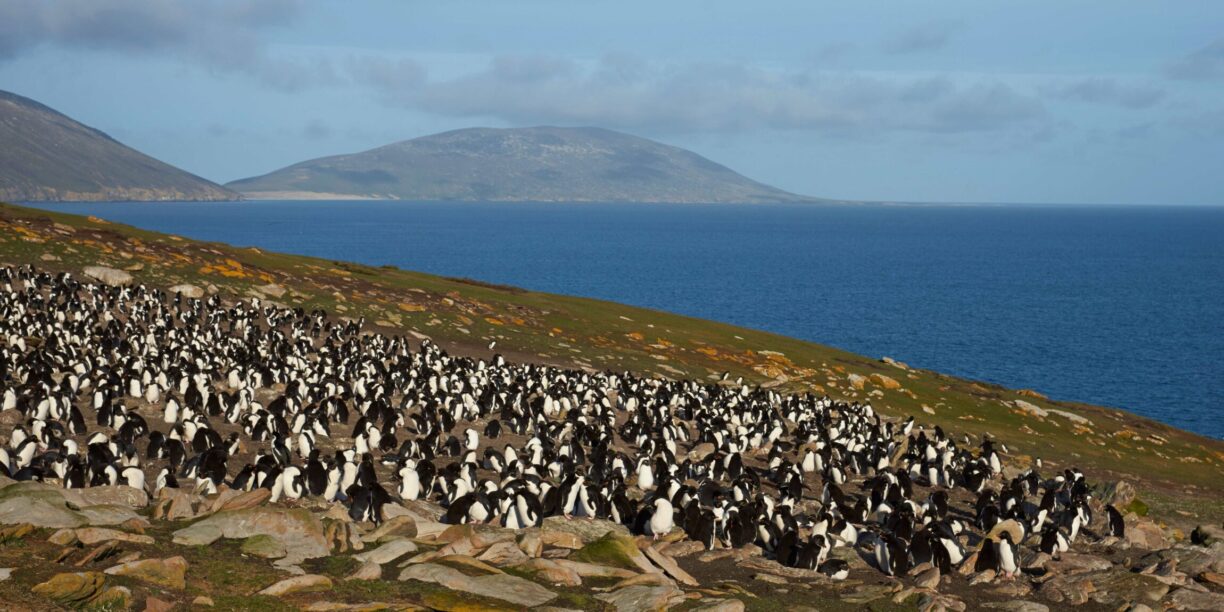 Colony of Rockhopper penguins