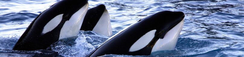Group of killer whales